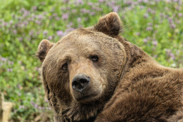 Brown bear portrait on flower field