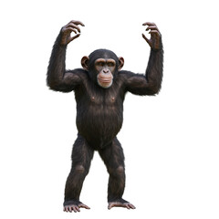 Chimpanzee standing with arms raised isolated on transparent background