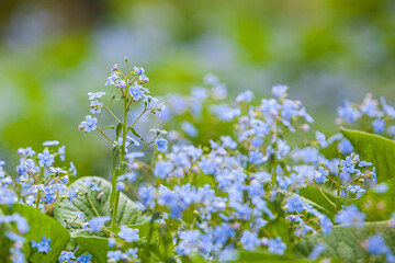 Thickets of small blue flowers close-up