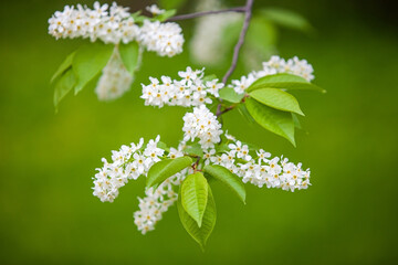 Bird cherry flowers close-up on a green background