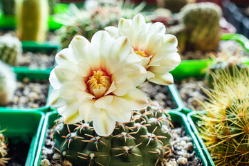 Blooming cactus in a pot close-up