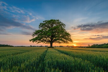 Solitary oak tree in a vibrant green field at sunset, with a colorful sky filled with clouds