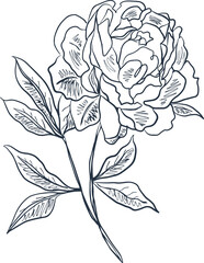 Peony illustration is showing monochrome line art on transparent background, with petals and leaves