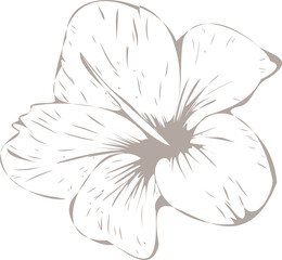 Stylized tropical flower vector art is showing five petals on transparent backdrop with vein lines
