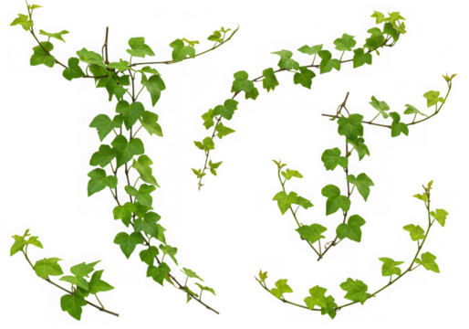 Collection of green ivy vines isolated on black - Powered by Adobe