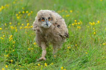 Cute owl. A juvenile European Eagle Owl (Bubo bubo) walking over a meadow in Gelderland in  the...