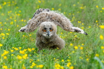 Cute owl. A juvenile European Eagle Owl (Bubo bubo) walking over a meadow in Gelderland in  the...