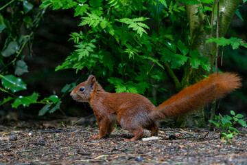Eurasian red squirrel (Sciurus vulgaris) searching for food in the forest in the Netherlands. 