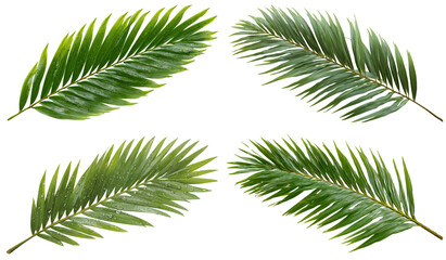 Four palm fronds radiate beauty and freshness with vibrant green hue