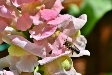 Samiec pszczoły miesierki ziemnej (Megachile willughbiella)  na różowych kwiatach lwich paszcz (Antirrhinum majus)