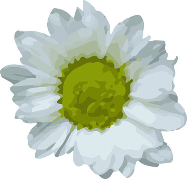 Fototapeta Vector white daisy-like flower is being shown on transparent background with petals, green center