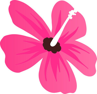Fototapeta Flat vector pink hibiscus flower is being shown on transparent background with white stamen