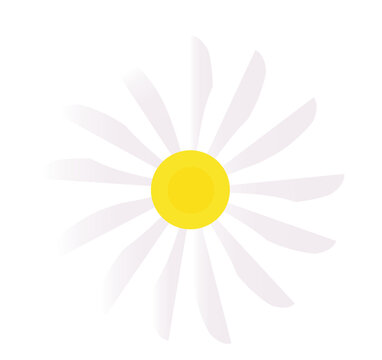Fototapeta Flat vector daisy is showing white petals radiating around yellow center on transparent background
