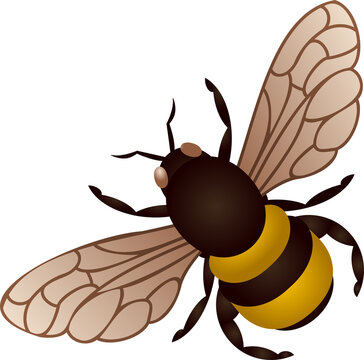 Depicting bee in vector with six legs, antennae, veined wings, banded abdomen, transparent bg
