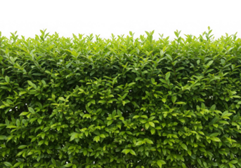 Dense green leaf hedge texture background