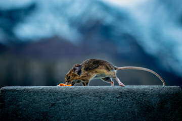 The frozen mice from the himalayas!!!