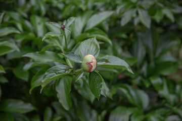 Single Peony Flower Bud with Green Leaves in Shaded Garden