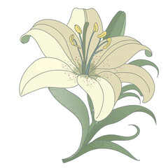 Vector lily is blooming with red-speckled cream petals and yellow stamens on transparent background