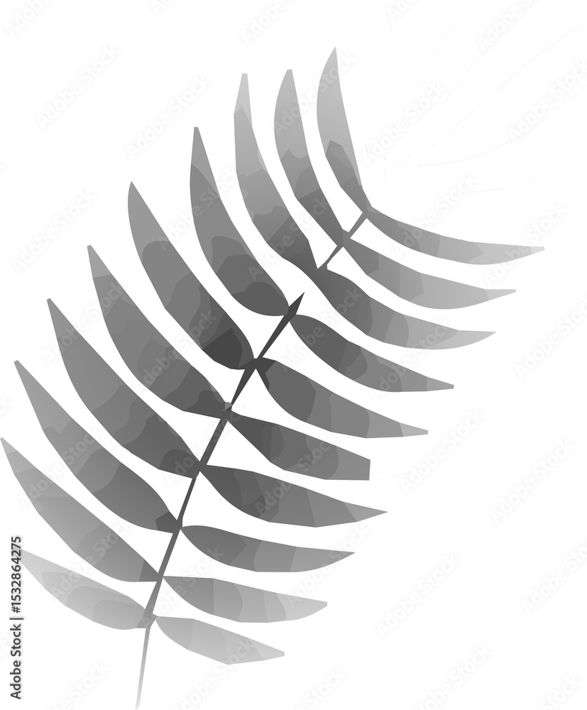 Poster Grayscale fern leaf is showing in vector art with gradient shading on transparent background