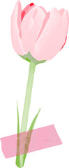 Stylized flat illustration is showing pink tulip standing on transparent background with pink tape