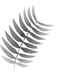 Grayscale fern leaf is showing in vector art with gradient shading on transparent background