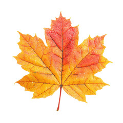 Obraz premium A vibrant maple leaf displaying rich autumn colors ranging from yellow to deep red with detailed veins and a slender stem.