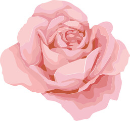 Pink rose bloom is floating, showing layered petals in flat vector design on transparent background