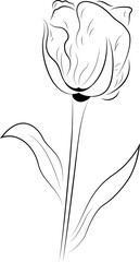 Single tulip line drawing is showing smooth contour bloom and leaves on transparent background