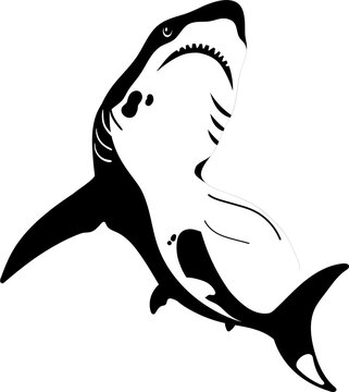 Featuring black-white stylized shark slanting up on transparent backdrop showing triangular teeth
