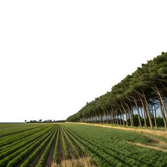 Windbreaks Protecting Crops
