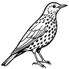 Song Thrush Outline Illustration – Clean Vector Style