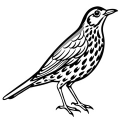 Fototapeta premium Song Thrush Outline Illustration – Clean Vector Style