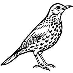 Fototapeta premium Song Thrush Outline Illustration – Clean Vector Style