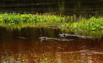 A pair of mallard ducks swim peacefully through shallow floodwater near green vegetation on a calm sunny day.