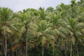 Coconut tree plantation