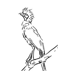 black and white bird