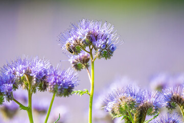 Phacelia Flowers In Bloom With Bees
