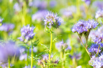 Phacelia Flowers In Bloom With Bees