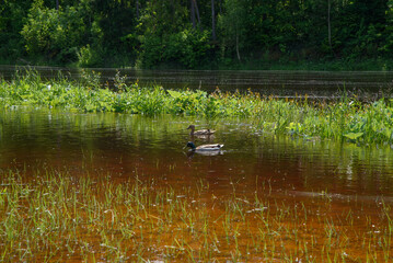 A pair of mallard ducks swim peacefully through shallow floodwater near green vegetation on a calm sunny day.
