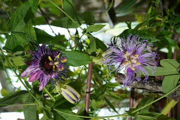 Purple flowers of tropical passionflower liana among greenery.
