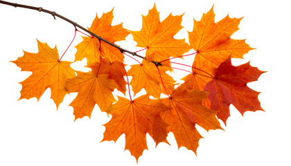 Fall Foliage Branch with Bold Maple Leaves PNG Isolated Transparent Background PNG