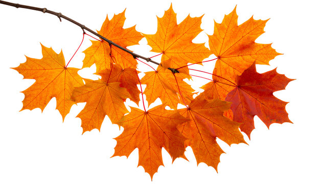 Fall Foliage Branch with Bold Maple Leaves PNG Isolated Transparent Background PNG