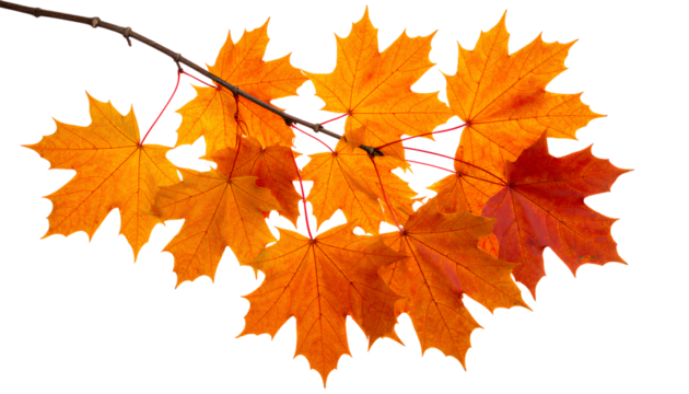 Fall Foliage Branch with Bold Maple Leaves PNG Isolated Transparent Background PNG