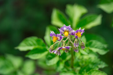 メークインの花