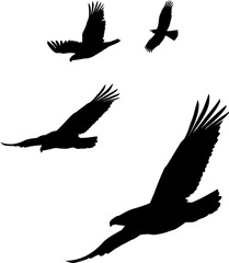Four varying sized black bird silhouettes are soaring against transparent background in flat style