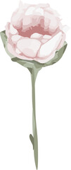 Flat vector art is showing pale pink flower with leaf bud on green stem, transparent background