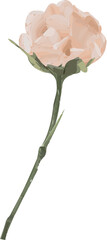 Peach bloom is floating in flat with layered petals, green stem and leaves, transparent background