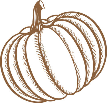 Fototapeta Stylized pumpkin is showing curved ribbed segments with hatch shading on transparent background
