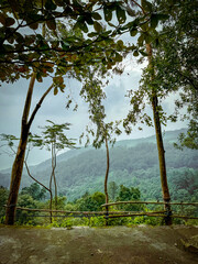 Obraz premium Scenic view of misty tropical hills through tall trees in the forest.