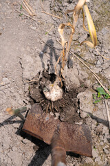 収獲したニンニク　